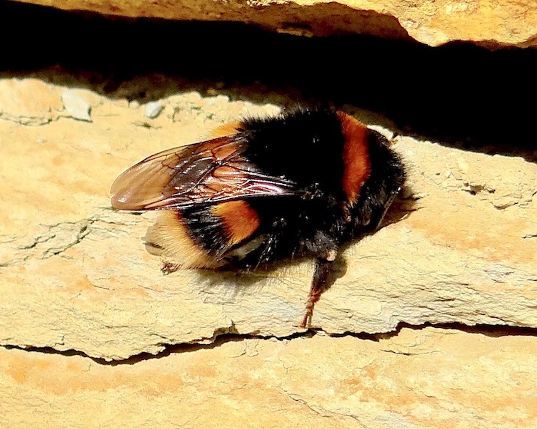 bumblebee